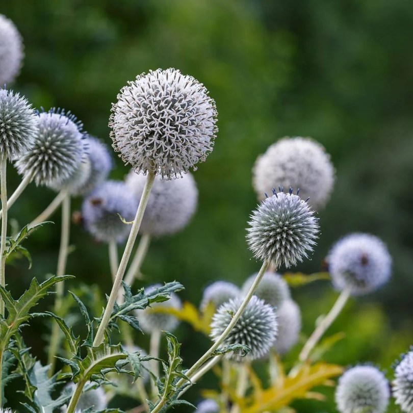 Drüsenblättrige Kugeldistel, Echinops sphaerocephalus, etnobotanika